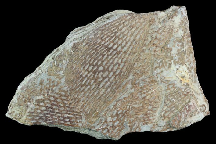 Ordovician Graptolite (Araneograptus) Plate - Morocco #126419